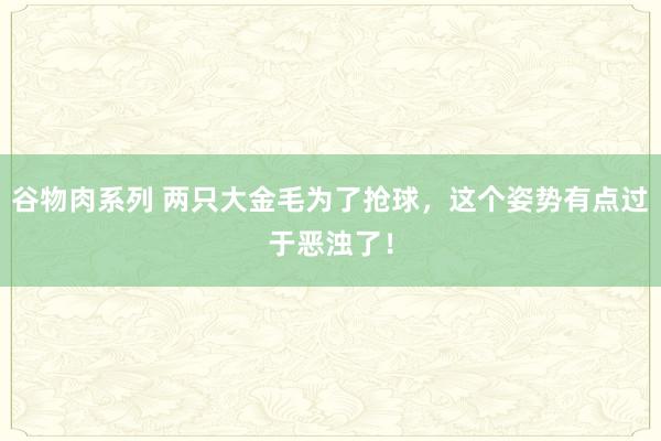 谷物肉系列 两只大金毛为了抢球，这个姿势有点过于恶浊了！